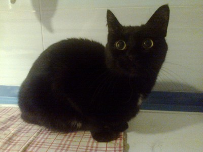 04.09.15 кошка Амина.jpeg