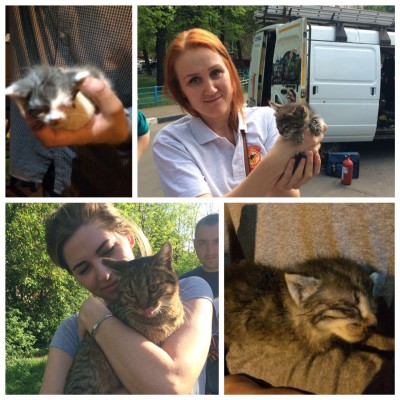 Коты - коллаж.jpg