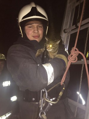 спасенный кот.jpg